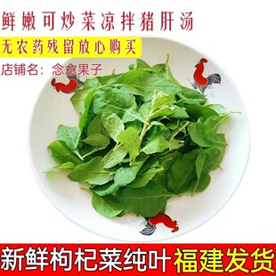 新鲜枸杞叶枸杞菜煮汤枸杞嫩叶蔬菜纯叶子农家肥种植