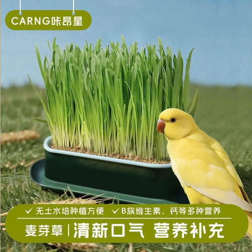 鹦鹉零食麦芽草粮大麦种子啃咬饲料新鲜鸟草盒促进消化解闷防啄毛