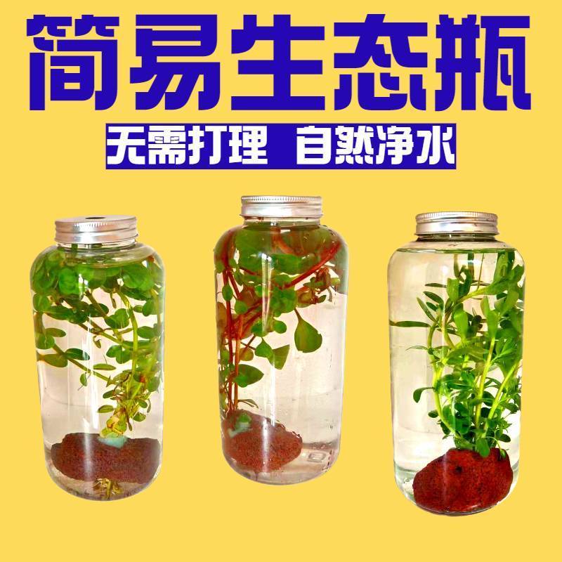 初中生物生态瓶生态瓶微景观生态瓶观赏鱼微景观DIY鱼缸活鱼淡冷