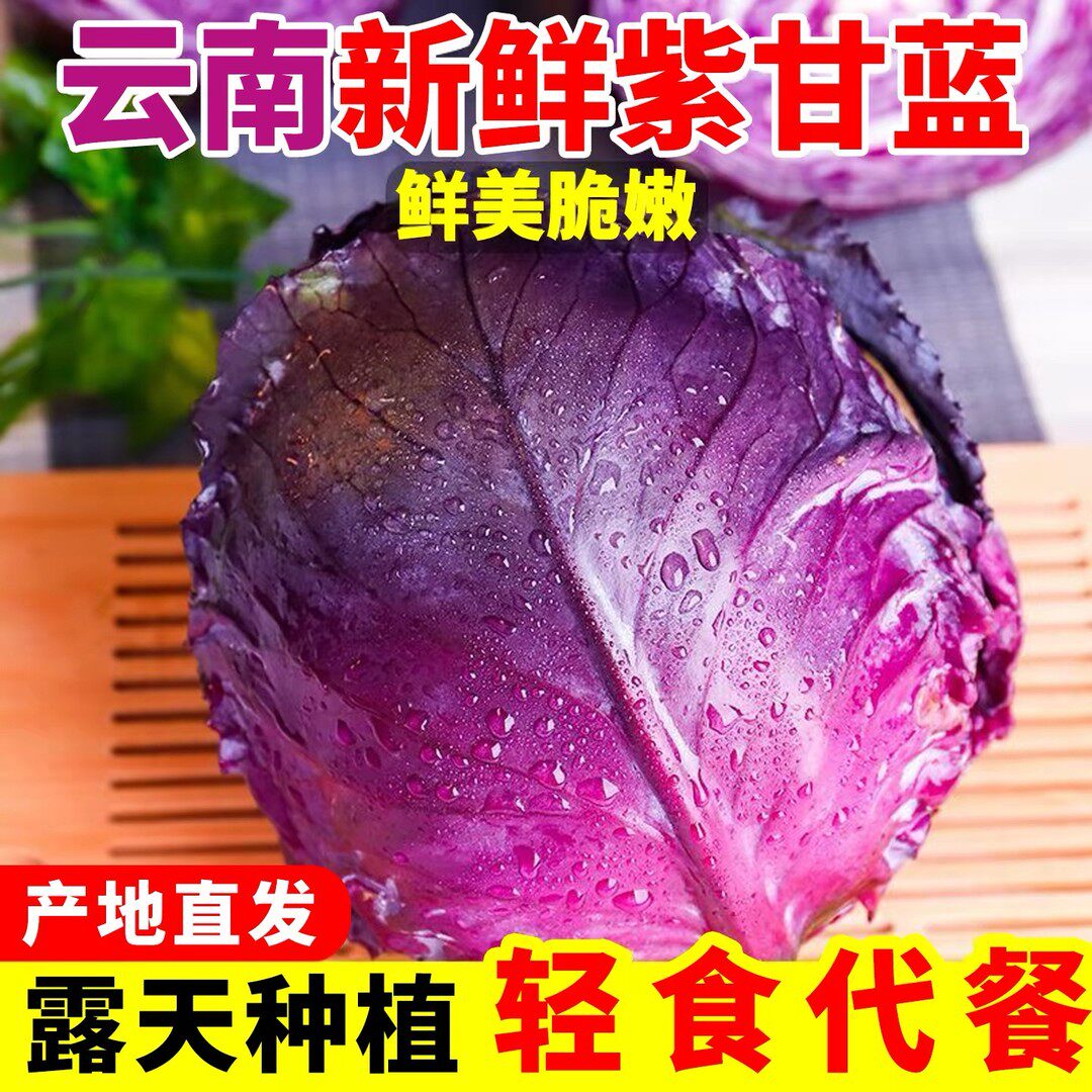云南高原露天紫甘蓝新鲜时令蔬菜
