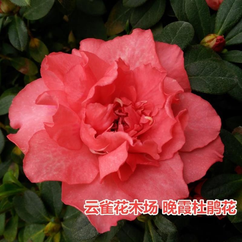 老八种特八种五宝珠粉天慧绿牡丹晚霞欢天喜地杜鹃花盆栽花卉庭院