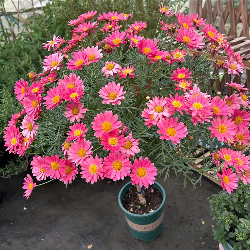 玛格丽特盆栽花苗重瓣带花糖果小雏菊室外阳台四季耐寒花卉花期久