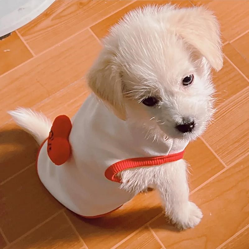 奶狗奶猫纯棉德绒保暖可爱衣服泰迪1斤2斤小狗小猫茶杯犬喜庆背心