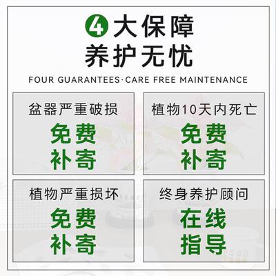 红粉佳人水培植物盆栽室内客厅绿植花卉办公桌面四季好养净化空气