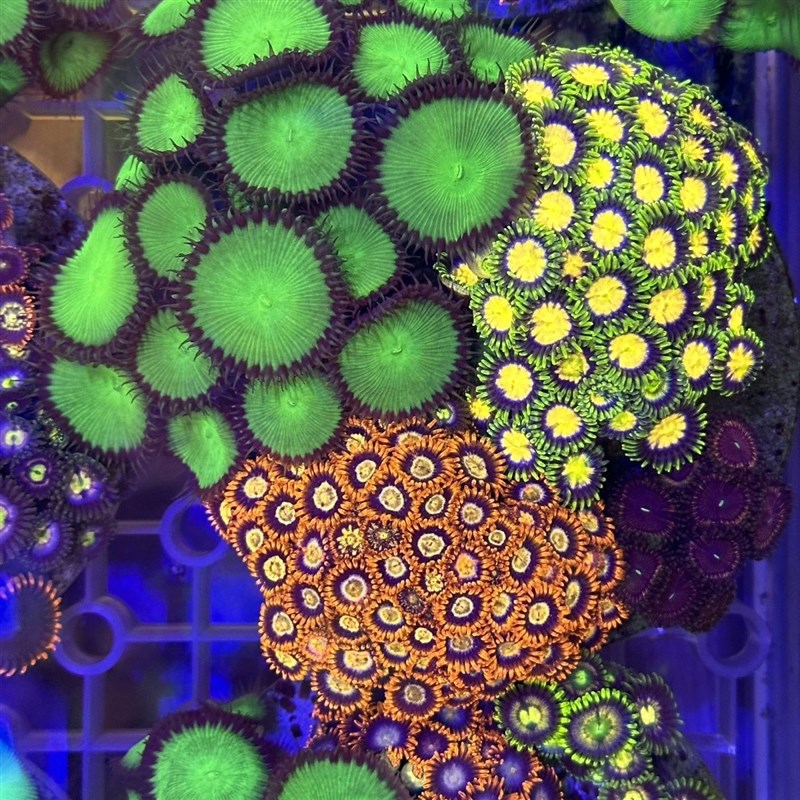 海水纽扣珊瑚海缸除藻生物海水珊瑚沙群海葵花群海葵造景海缸观赏
