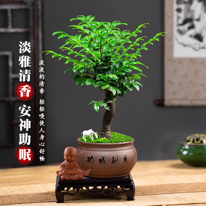 小叶紫檀盆景树桩植物老桩盆栽客厅桌面室内绿植好养树苗四季常青