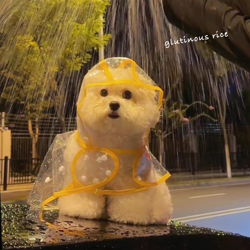 狗狗连帽雨衣防水小型犬斗篷式宠物雨披比熊泰迪柯基柴犬可爱衣服