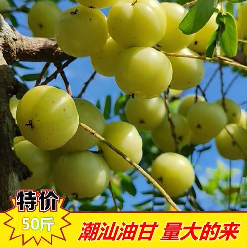 油甘【榨汁专用】正宗潮汕柿饼甜油甘新鲜油柑果余甘水果油甘果