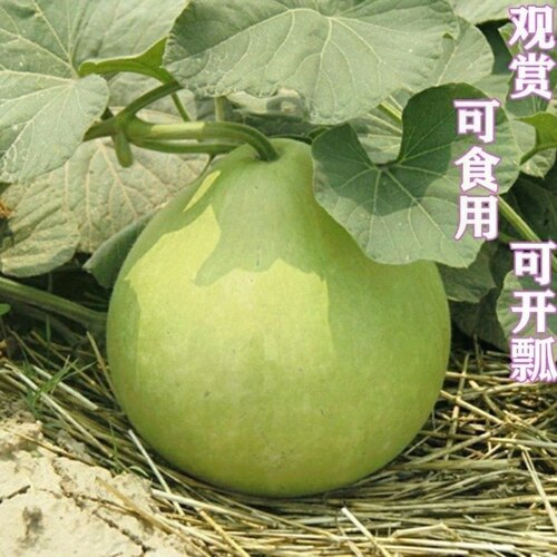 农家菜葫芦种子水瓢胡芦大葫芦籽四季观赏开瓢菜用葫芦特大号易种