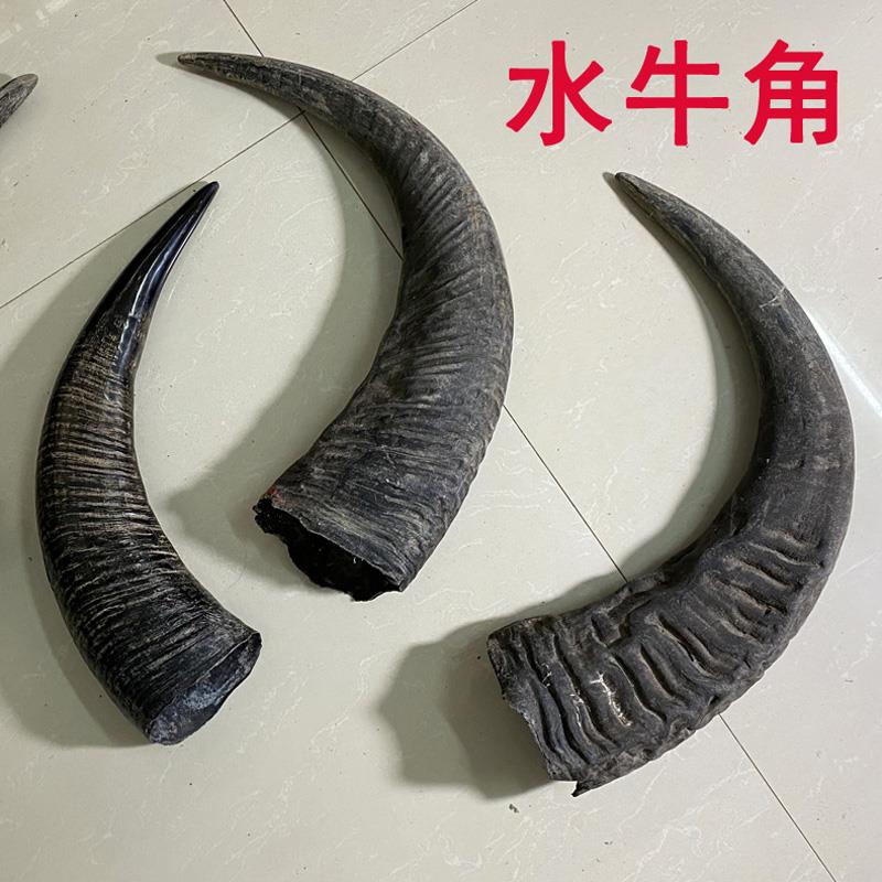 天然黑水牛角原材料手工艺品雕刻印章刀柄手串佛珠号角未加工原料