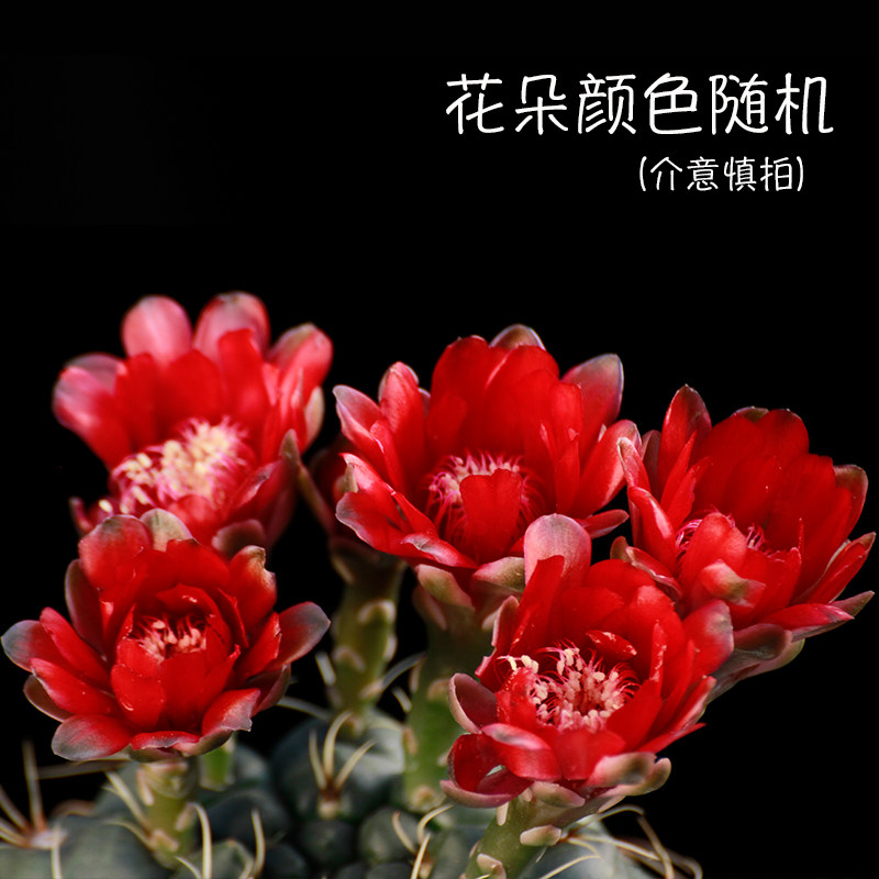 绯花玉开花仙人球带花苞仙人掌类多肉绿植物桌面花卉小盆栽图片