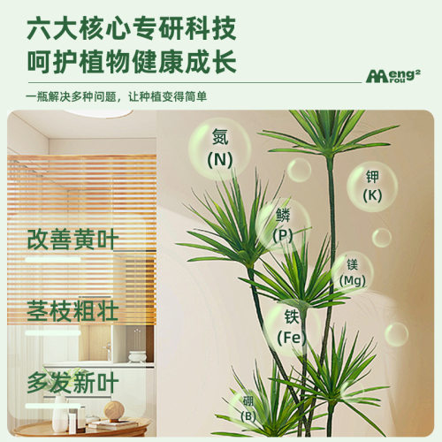 龙血树专用营养液浓缩营养液精准配促根壮叶防黄叶快速吸收焕生机