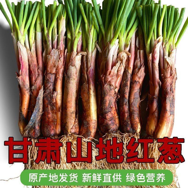 甘肃高山旱地红葱农家自种现挖红葱根辛辣葱味浓适合炒菜炖汤炒肉