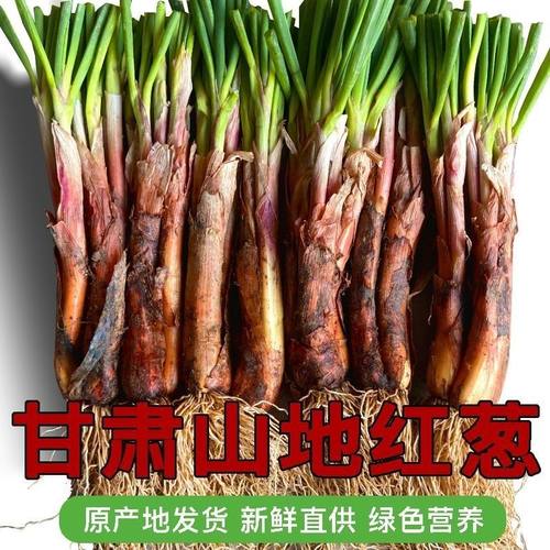 甘肃高山旱地红葱农家自种现挖红葱根辛辣葱味浓适合炒菜炖汤炒肉