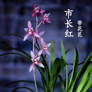 兰花苗建兰市长红夏秋带花苞浓香型室内绿植花卉盆栽好养