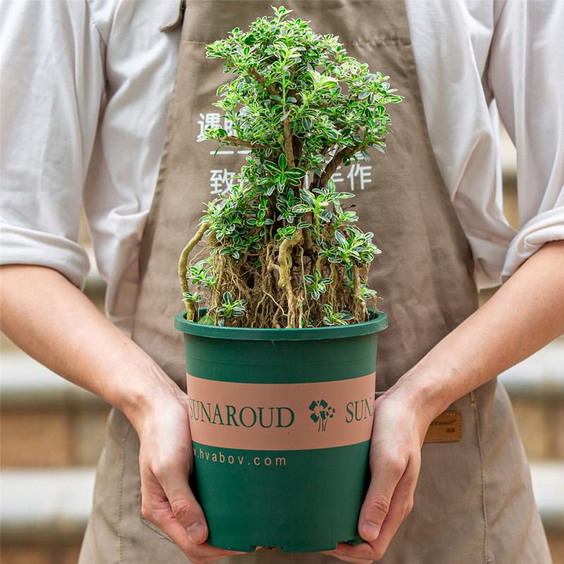 金边六月雪盆栽庭院阳台四季常青好养植物提根观茎造型树盆景绿植