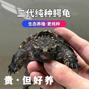 纯种鳄龟活物爆刺小鳄龟幼苗佛鳄龟小乌龟活物杂佛北美小鳄龟活体