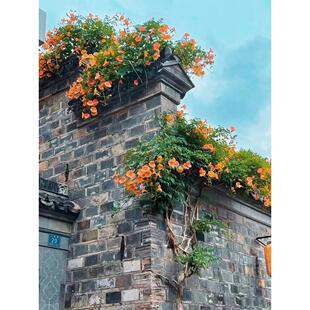 凌霄花盆栽地栽庭院围墙耐寒净化空气爬藤植物