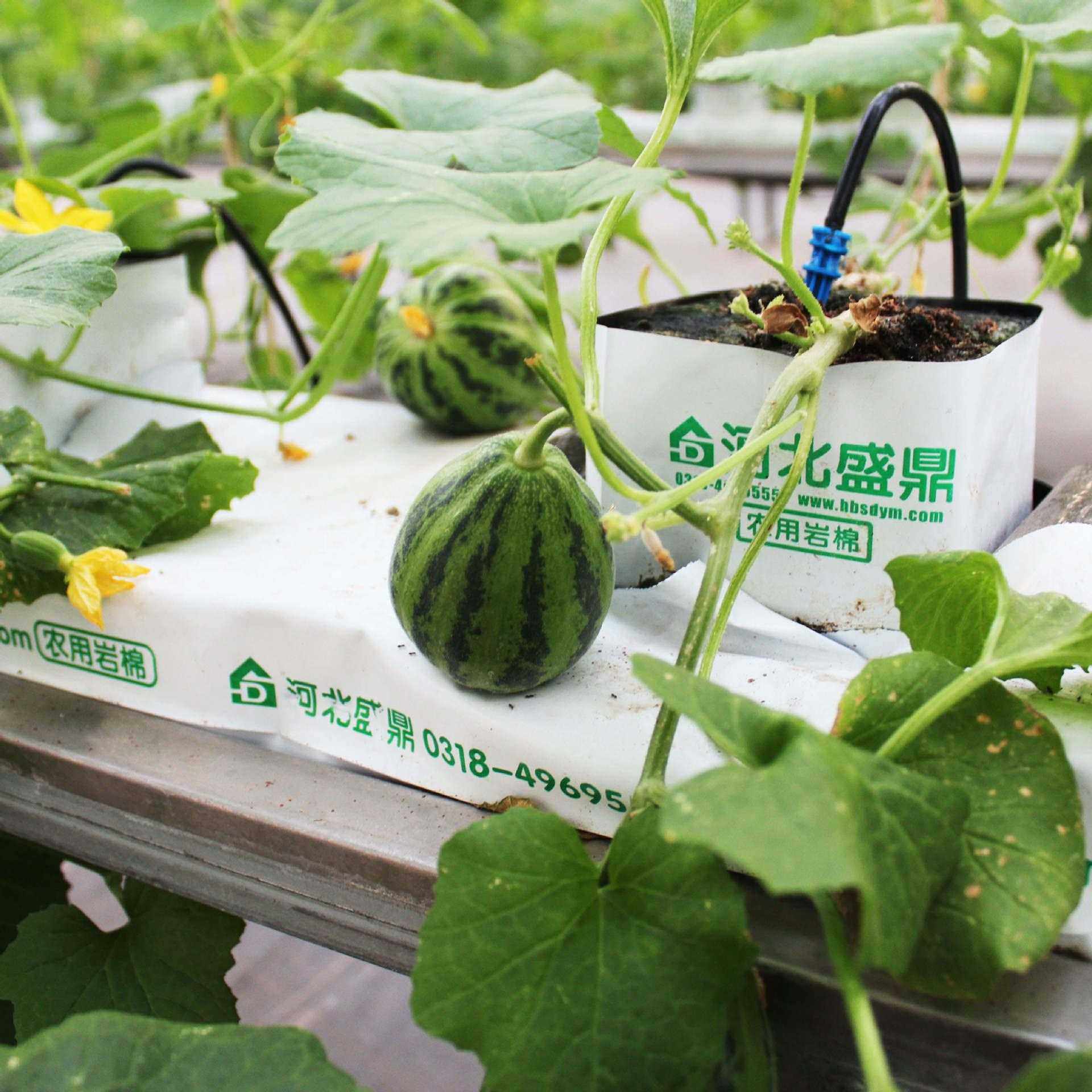 新款直销尺寸可定种植植物岩棉屋顶绿化立体无土栽培育苗基质,农用物资,育苗/栽培基质,淘宝优惠券,粉丝福利购,淘宝优惠卷