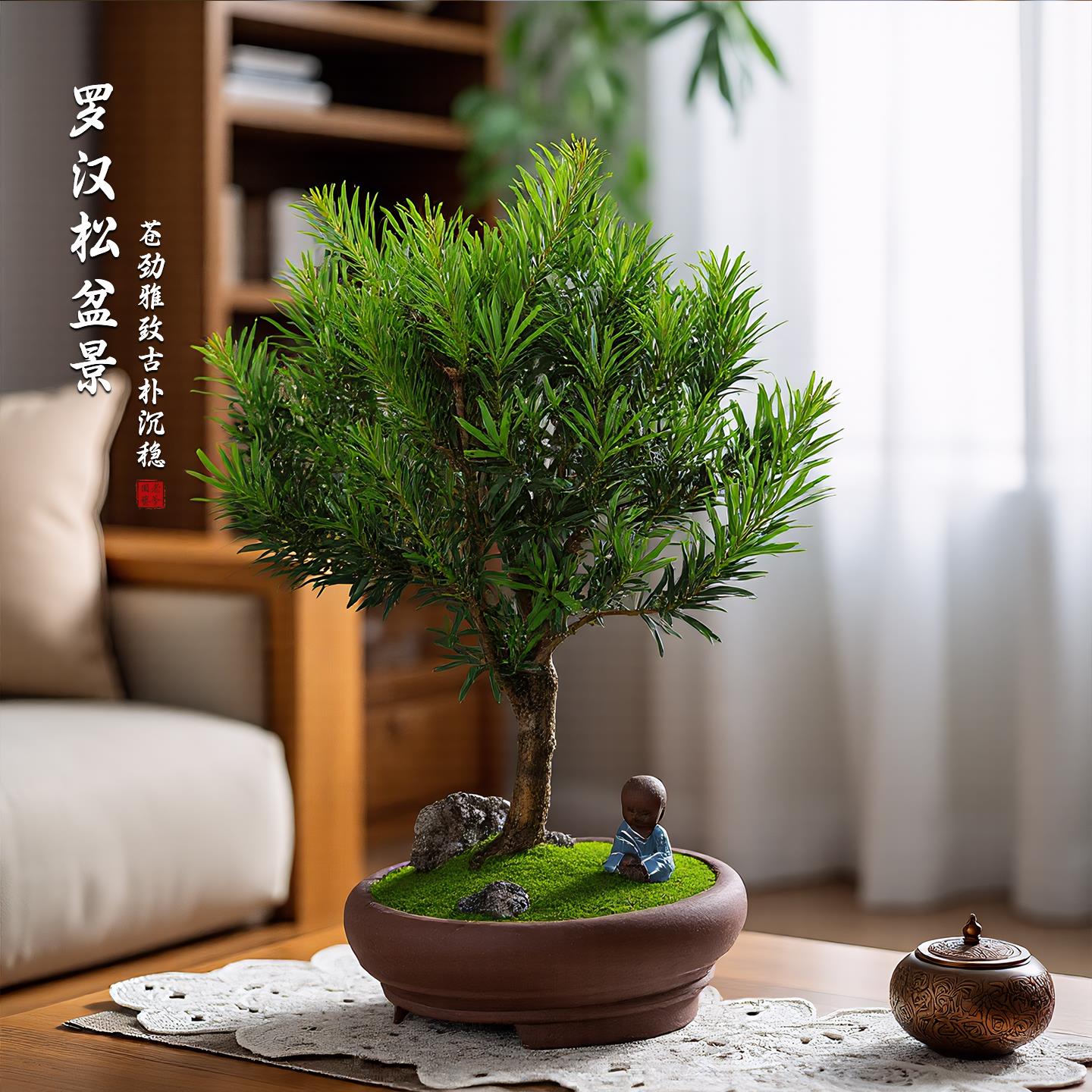 罗汉松盆景老桩植物盆栽雀舌树苗造型树室内花绿植桌面微景观好养