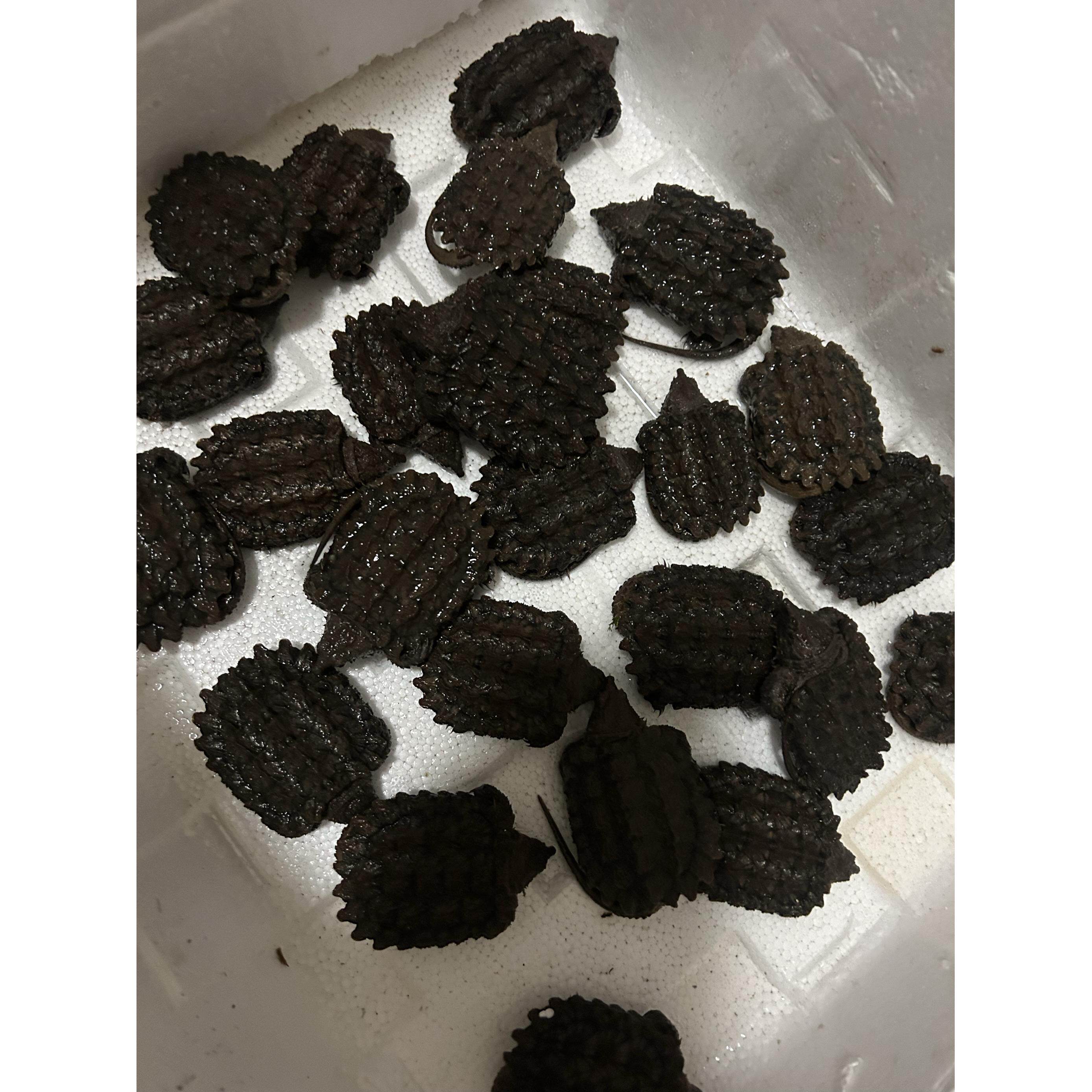 真鳄龟,大鳄龟普全7公分左右状态无敌性价比高