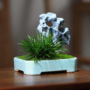常青创意绿植假山盆景 菖蒲蕨类小盆栽植物室内办公室桌面茶室四季