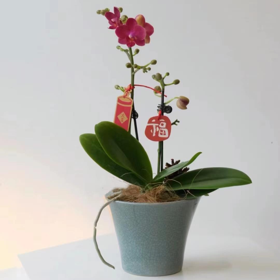蝴蝶兰盆栽鲜花同城速递配送花束年宵花创意北京深圳广州成都重庆