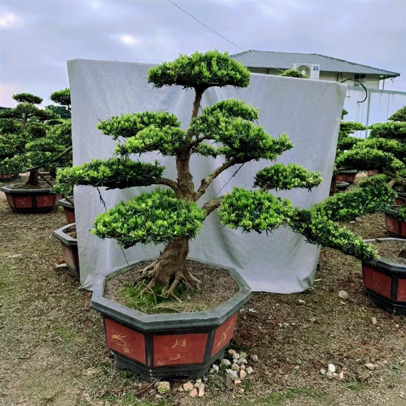 精品罗汉松树苗盆景老桩造型盆栽绿花卉植物办公室内客厅庭院好养