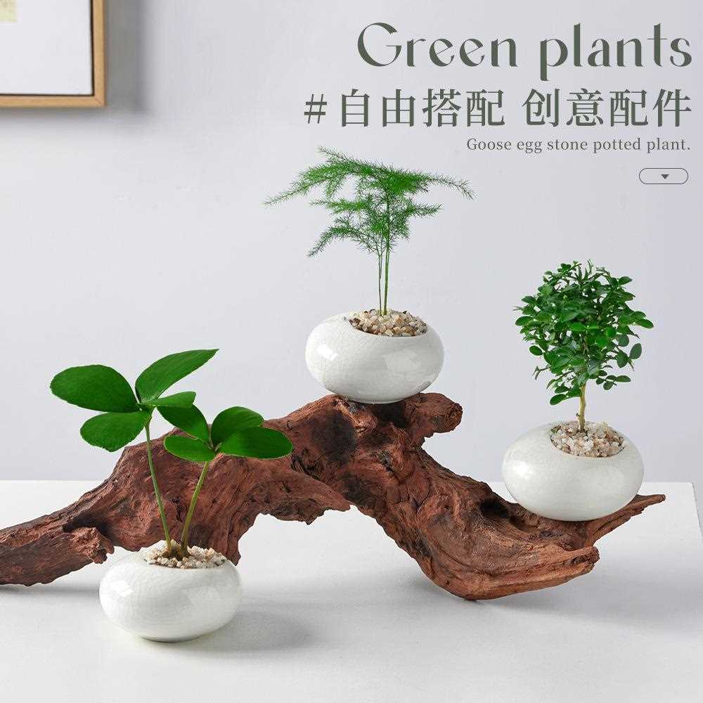 直销新款墨西哥铁盆栽创意迷你拇指绿植物室内客厅桌面办公室花卉