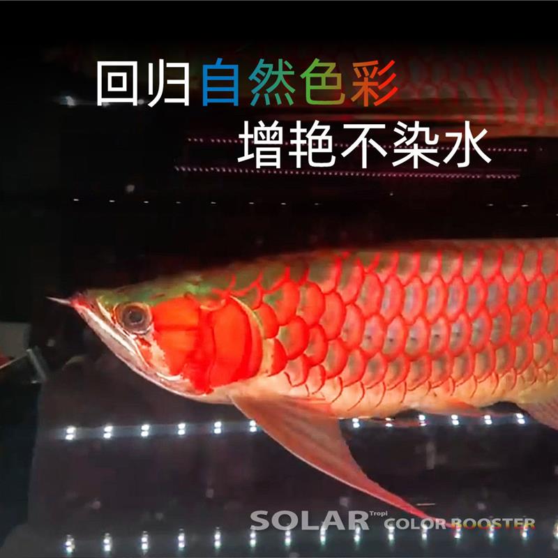 尼奥雷龙日光发色灯雷龙鱼专用灯潜水灯LED鱼缸灯金鱼增艳增色