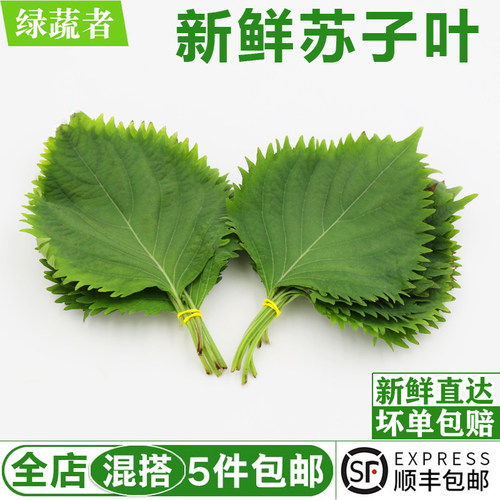 紫苏叶1盒约40片新鲜绿苏子叶韩国烤肉日料调味蔬菜香料食材