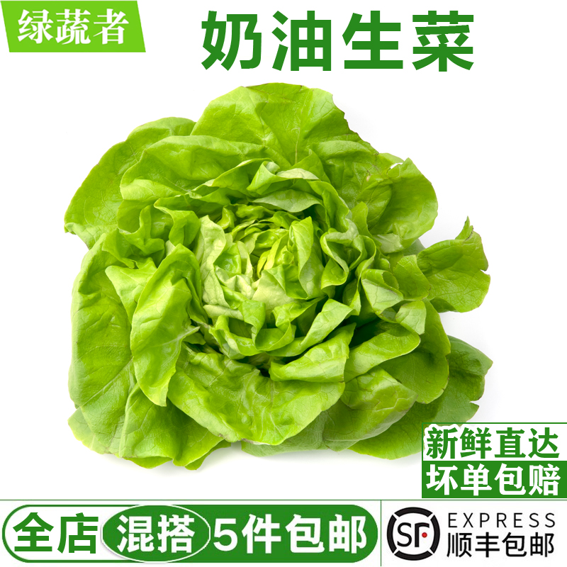 奶油生菜500g 波斯顿生菜新鲜沙拉蔬菜西餐健身配菜轻食食材