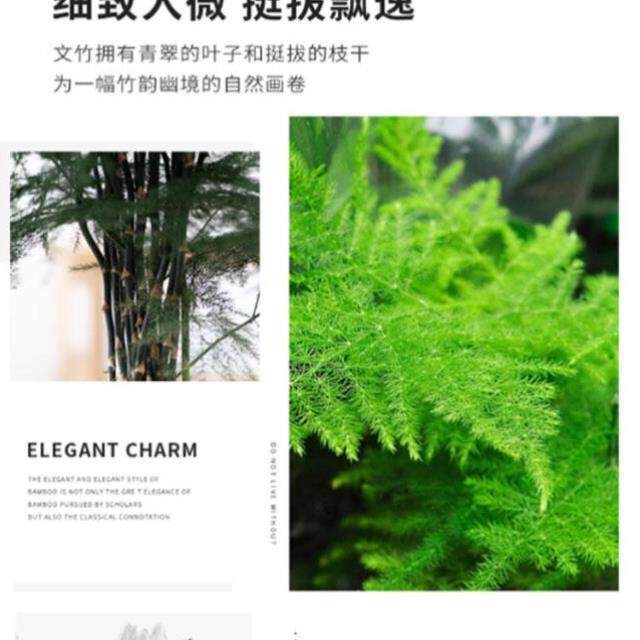 大文竹绿植客厅大颗好养竹类室内盆栽植物不需要阳光适合放的轻奢