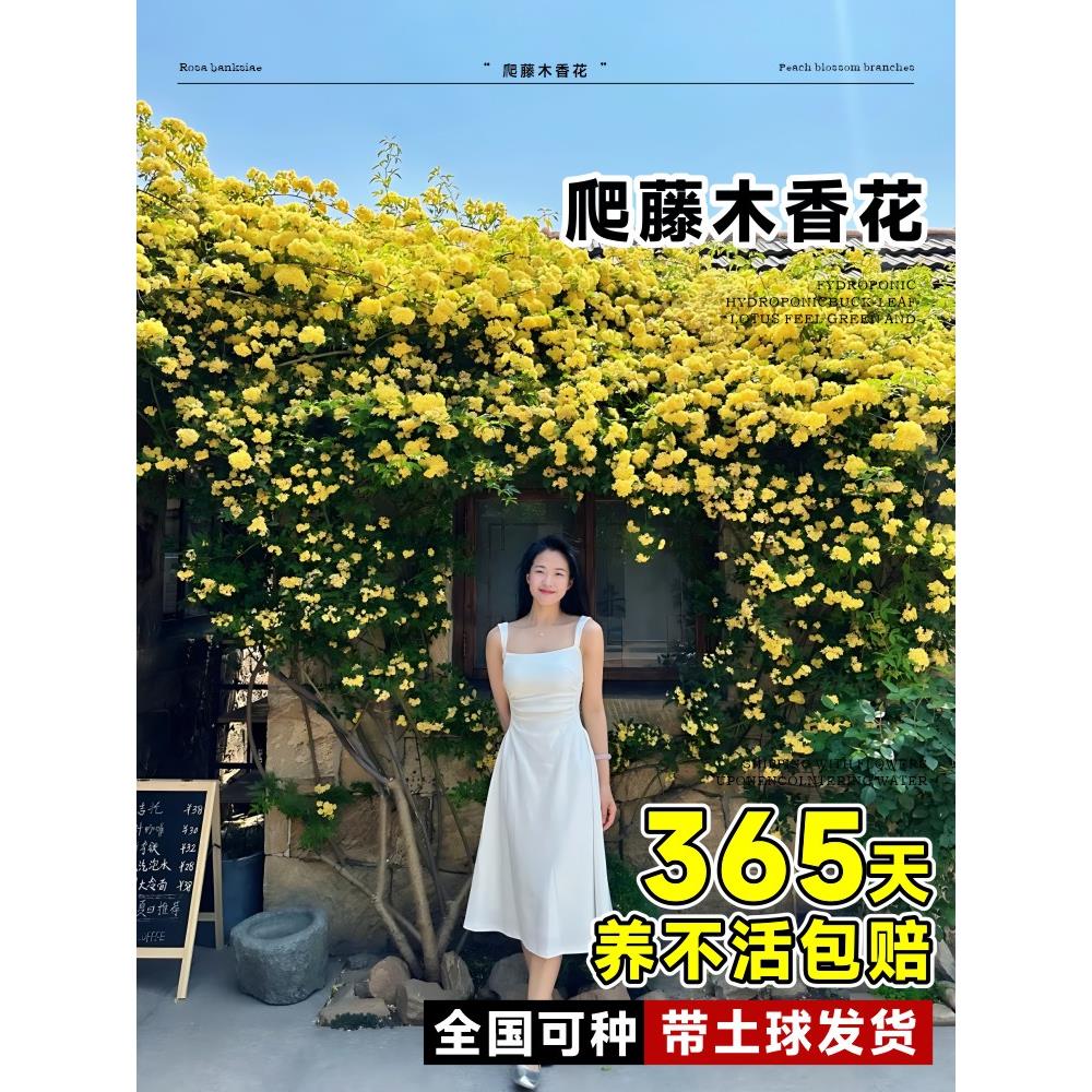黄木香四季爬藤植物开花无刺庭院爬墙月季黄白木香花树苗花卉盆栽