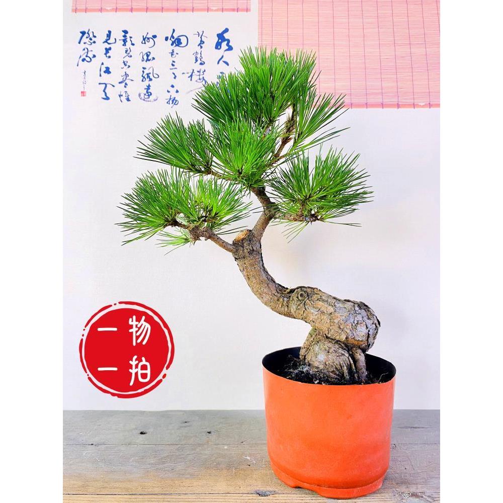 松树盆景黑松老桩山松庭院茶几窗台阳台办公茶台趣味植物绿植盆栽