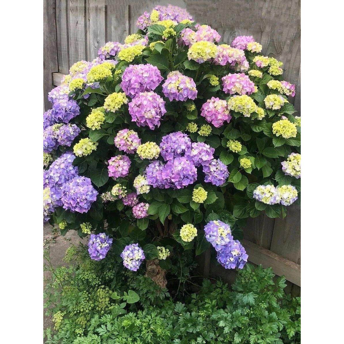 特大无尽夏绣球花苗高杆苗阳台别墅庭院地栽盆栽植物耐寒四季老桩