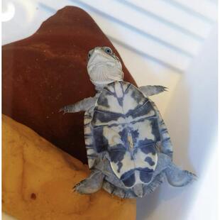 【网红仰泳西非猪】侧颈龟苗宠物活体沼泽侧颈龟网红龟微笑宠物龟