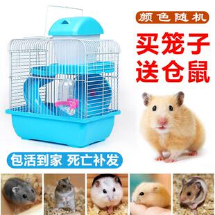 小仓鼠活物送笼子家养仓鼠宠物用品大全金丝熊儿童礼物奶茶鼠网红