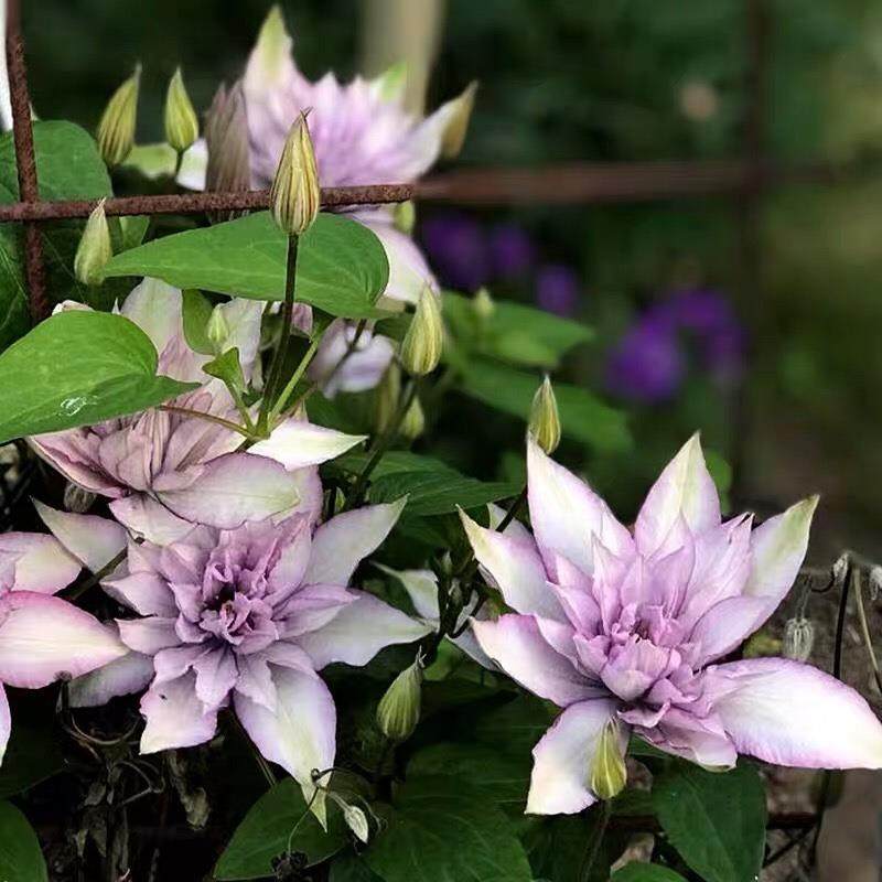 铁线莲系列撒玛利亚乔大苗（新枝单瓣老枝条开重瓣）