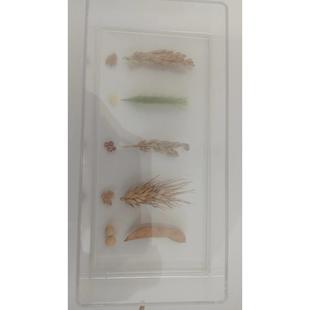 农业植物种子标本 教学用品 水稻 谷类 高粱 大豆 小麦