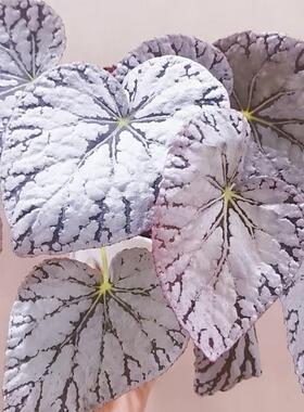 银白色系秋海棠合集 高级感观叶植物北欧风室内绿植 王先森的花园