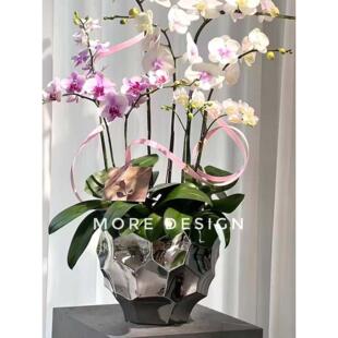 创意陶瓷花盆轻奢高级感艺术风家用大号电镀金蝴蝶兰专用兰花水培