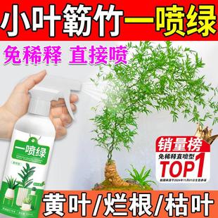 小叶簕竹专用肥营养液竹子缓释肥盆景营养液叶子发黄米文竹内门竹