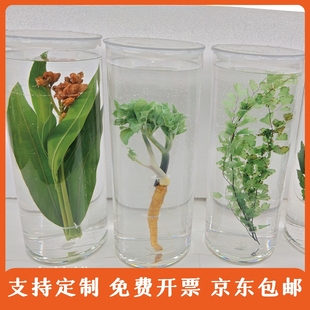 中草药浸制浸泡标本亚克力瓶中药材植物标本教学展示样品