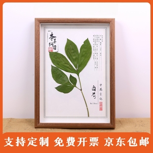 中草药植物腊叶标本装饰画框整株植物标本教学展示中药标本展示墙
