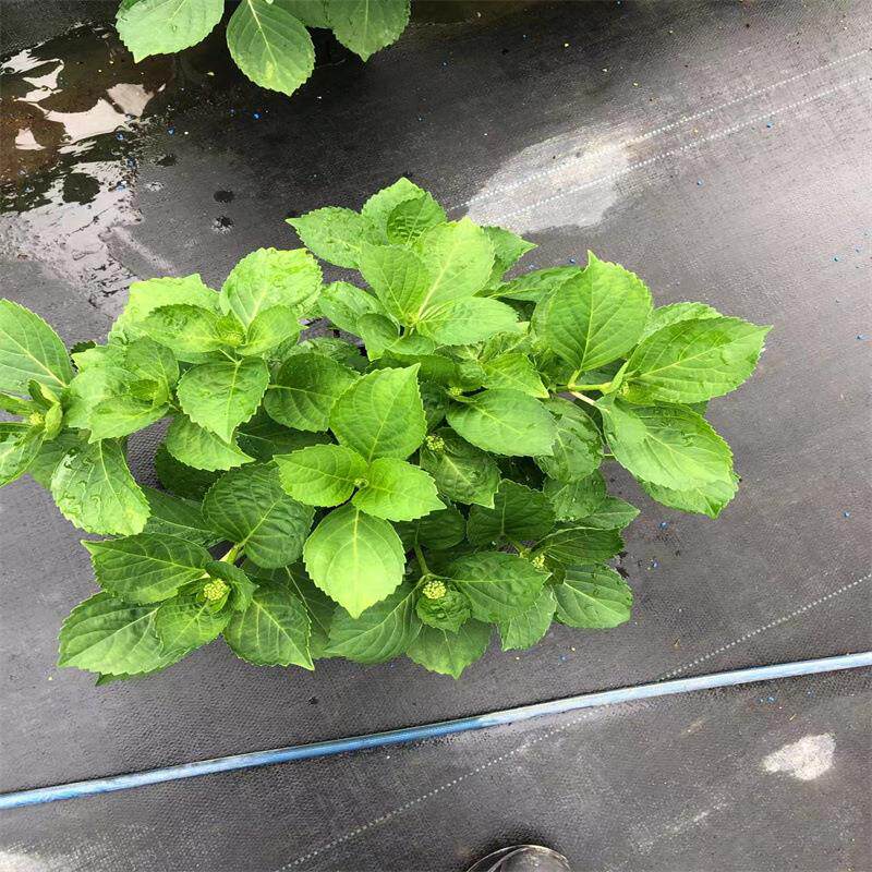 四季开盆栽带花庭院花卉室内水晶绒球无尽夏大花绣球四方杯