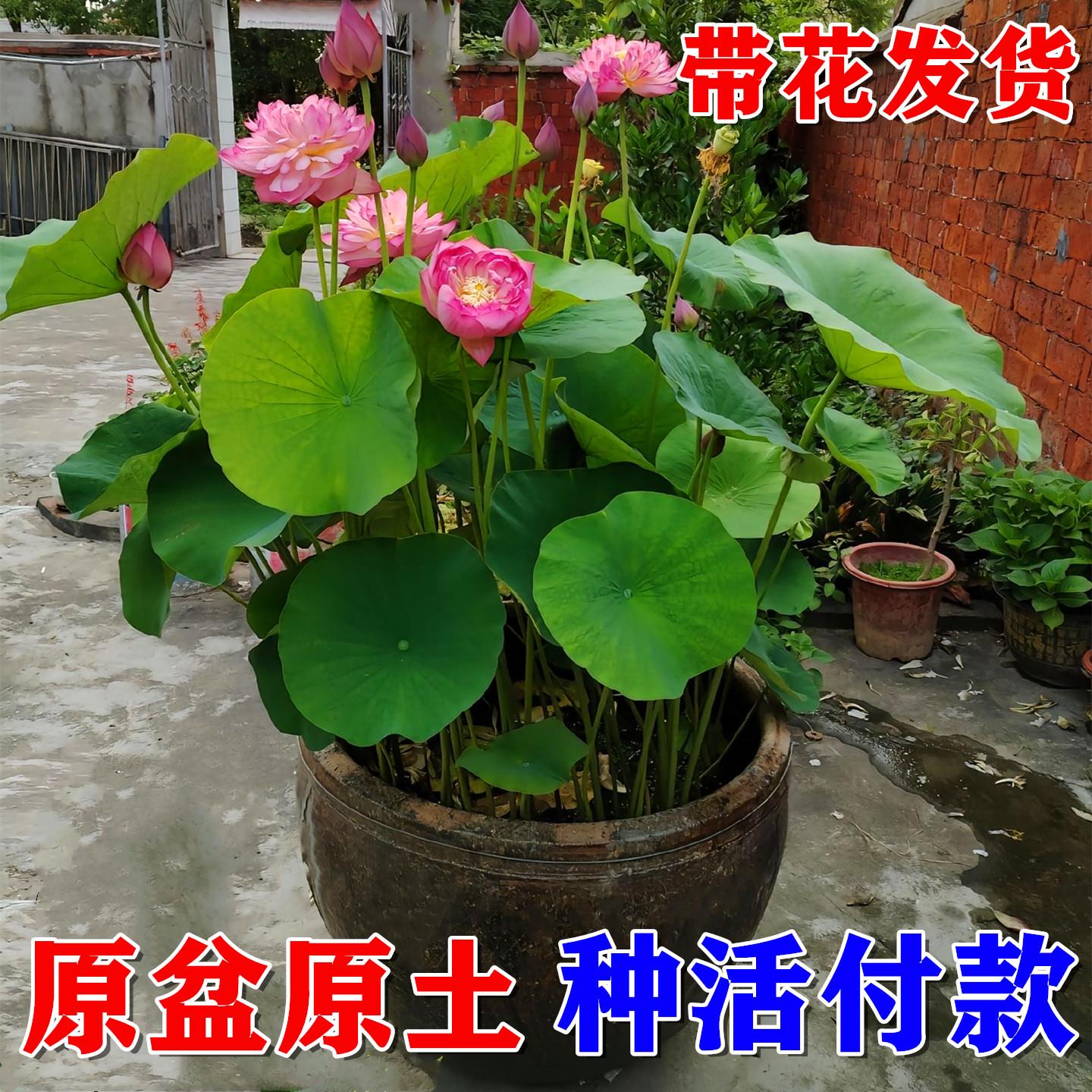 成品荷花苗带盆莲藕根苗水缸盆栽大型莲花藕观赏水培水养池塘碗莲