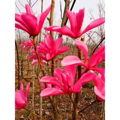 玉兰花树苗带花苞紫玉兰矮化盆栽南北方种植庭院四季花卉耐寒植物