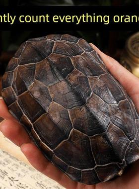 卦卜铜钱龟壳天然把件文玩工具摆件算挂手玩随身真乌龟壳摇卦干隆