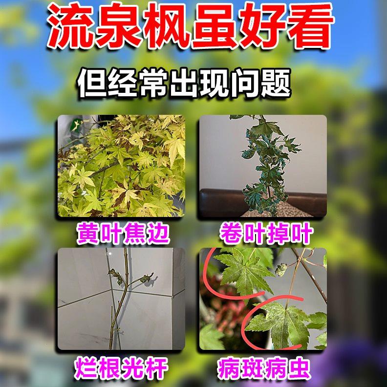 流泉枫营养液植物树叶子变黄根腐枯枝病专用药土一喷绿叶面肥克星